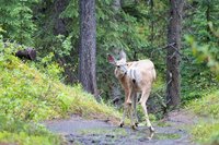 Mule deer